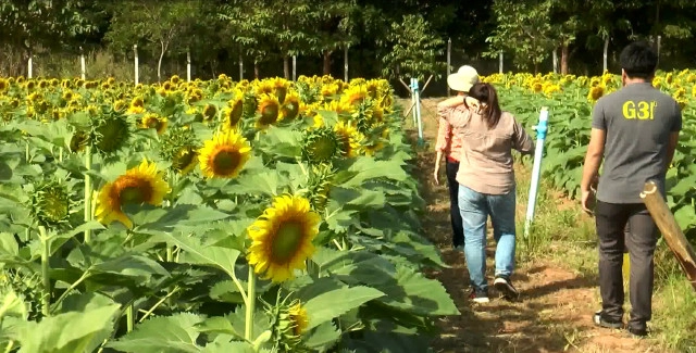 ดอกทานตะวันเริ่มบานสะพรั่งที่โคราช นักท่องเที่ยวแห่ถ่ายรูปคึกคัก