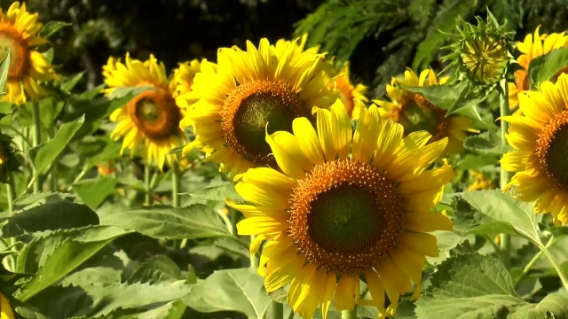 ดอกทานตะวันเริ่มบานสะพรั่งที่โคราช นักท่องเที่ยวแห่ถ่ายรูปคึกคัก