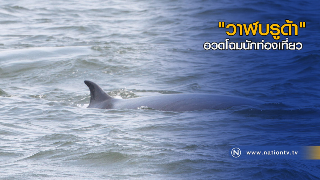 "วาฬบรูด้า" อวดโฉมนักท่องเที่ยว "วาฬบรูด้า" อวดโฉมนักท่องเที่ยว