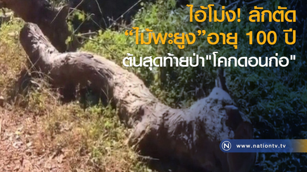 ไอ้โม่ง! ลักตัดไม้พะยูงอายุ 100 ปี
ต้นสุดท้ายป่า"โคกดอนก่อ" ไอ้โม่ง! ลักตัดไม้พะยูงอายุ 100 ปี
ต้นสุดท้ายป่า"โคกดอนก่อ"