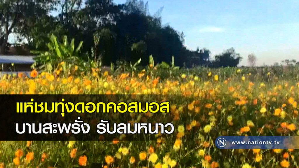 แห่ชมทุ่งดอกคอสมอสบานสะพรั่งรับลมหนาว แห่ชมทุ่งดอกคอสมอสบานสะพรั่งรับลมหนาว