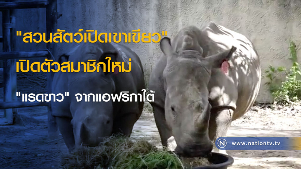 "สวนสัตว์เปิดเขาเขียว" เปิดตัวสมาชิกใหม่ "แรดขาว" จากแอฟริกาใต้ "สวนสัตว์เปิดเขาเขียว" เปิดตัวสมาชิกใหม่ "แรดขาว" จากแอฟริกาใต้