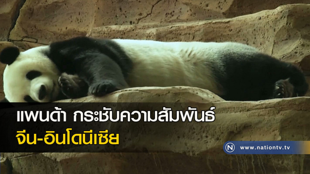 แพนด้า กระชับความสัมพันธ์ จีน-อินโดนีเซีย แพนด้า กระชับความสัมพันธ์ จีน-อินโดนีเซีย