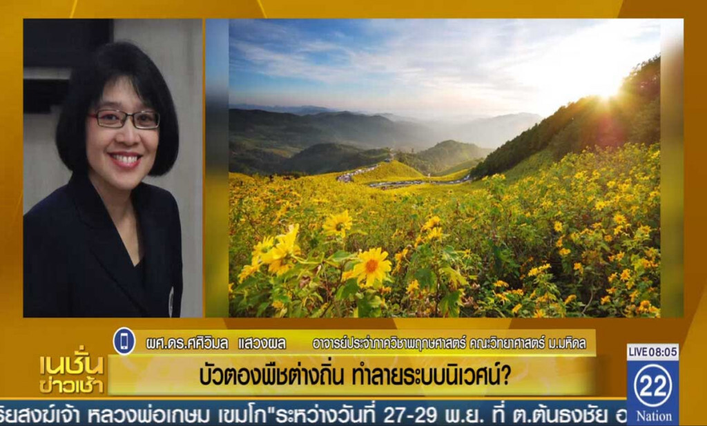 บัวตอง พืชต่างถิ่น ทำลายระบบนิเวศน์? บัวตอง พืชต่างถิ่น ทำลายระบบนิเวศน์?