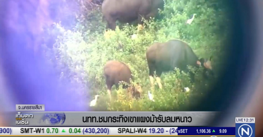 นทท.ชมกระทิงเขาแผงม้า พร้อมรับลมหนาว นทท.ชมกระทิงเขาแผงม้า พร้อมรับลมหนาว