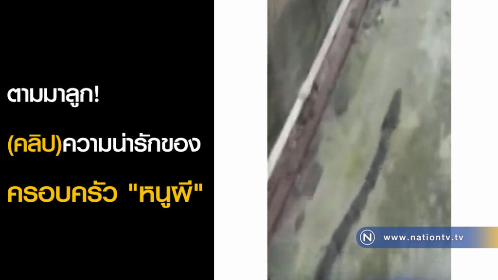 ตามมาลูก! (คลิป)ความน่ารักของครอบครัว "หนูผี"