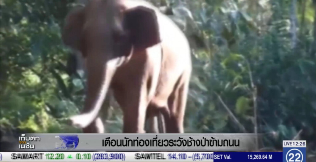 เตือน!....เที่ยวป่าทองผาภูมิ ระวังช้างป่าข้ามถนน