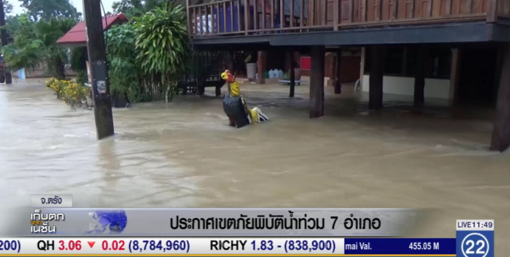 ตรังเตรียมประกาศเขตภัยพิบัติ หลังน้ำท่วมขยายวงกว้าง 7 อำเภอ ตรังเตรียมประกาศเขตภัยพิบัติ หลังน้ำท่วมขยายวงกว้าง 7 อำเภอ