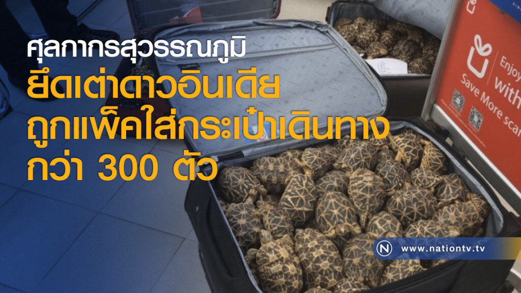 ศุลกากรสุวรรณภูมิยึดเต่าดาวอินเดีย ถูกแพ็คใส่กระเป๋าเดินทางกว่า 300 ตัว ศุลกากรสุวรรณภูมิยึดเต่าดาวอินเดีย ถูกแพ็คใส่กระเป๋าเดินทางกว่า 300 ตัว