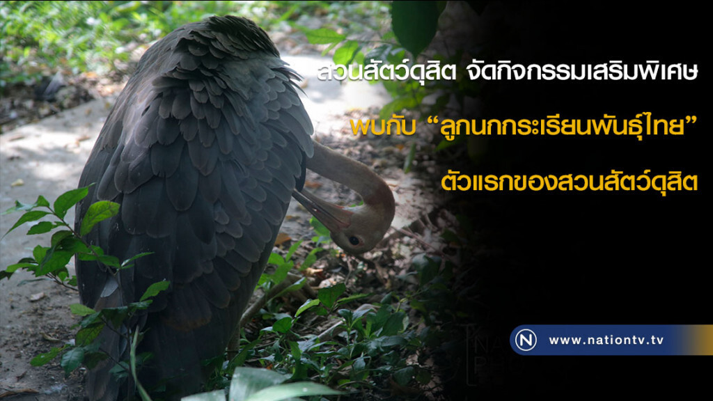 สวนสัตว์ดุสิต จัดกิจกรรมเสริมพิเศษ พบกับ "ลูกนกกระเรียนพันธุ์ไทย" ตัวแรกของสวนสัตว์ดุสิต