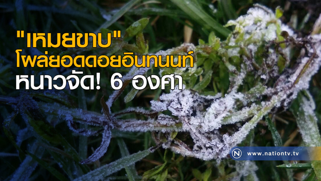 "เหมยขาบ" โผล่ยอดดอยอินทนนท์ หนาวจัด! 6 องศา "เหมยขาบ" โผล่ยอดดอยอินทนนท์ หนาวจัด! 6 องศา