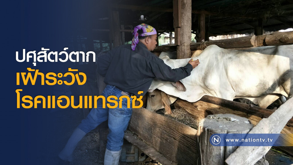 ปศุสัตว์ตากเฝ้าระวังโรคแอนแทรกซ์ ปศุสัตว์ตากเฝ้าระวังโรคแอนแทรกซ์