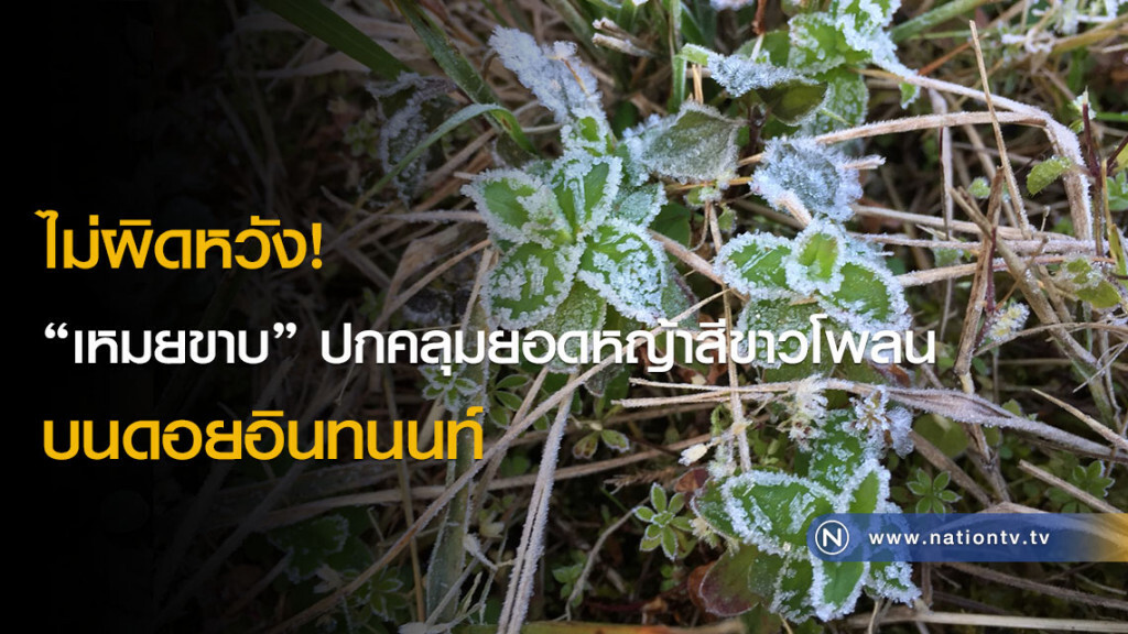 ไม่ผิดหวัง! "เหมยขาบ" ปกคลุมยอดหญ้าสีขาวโพลนบนดอยอินทนนท์