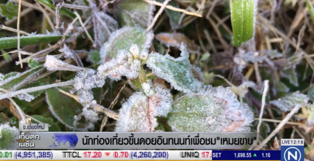 นทท.แห่ชม "เหมยขาบ" พร้อมสัมผัสอากาศหนาวที่ดอยอินทนนท์ นทท.แห่ชม "เหมยขาบ" พร้อมสัมผัสอากาศหนาวที่ดอยอินทนนท์