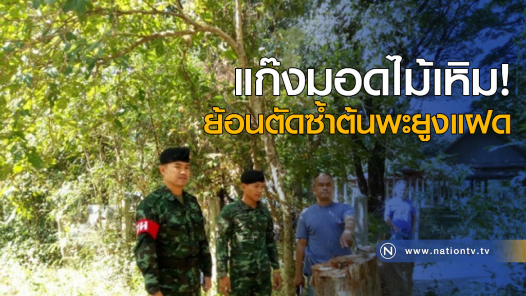 แก๊งมอดไม้เหิม ย้อนตัดซ้ำต้นพะยูงแฝด
