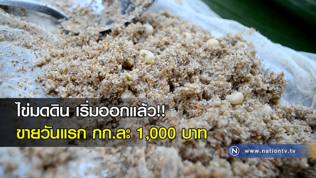 ไข่มดดิน เริ่มออกแล้ว!! ขายวันแรก กก.ละ 1,000 บาท