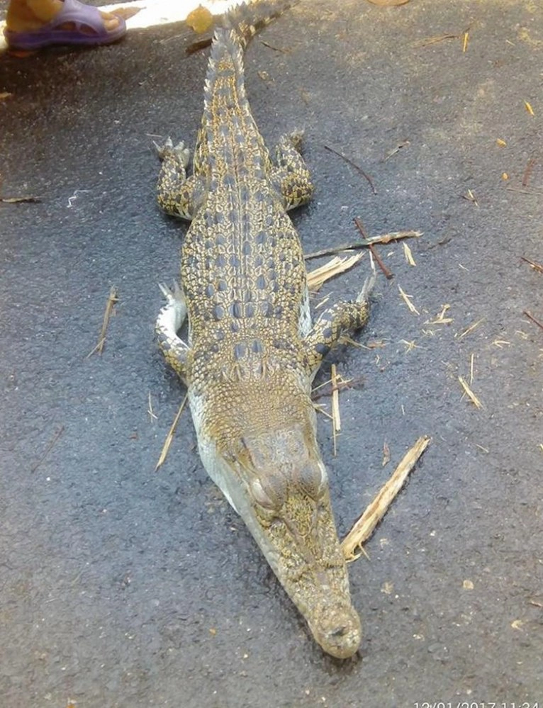 จับจระเข้หลุดจากฟาร์มหลังน้ำท่วมอ.จะนะจ.สงขลา