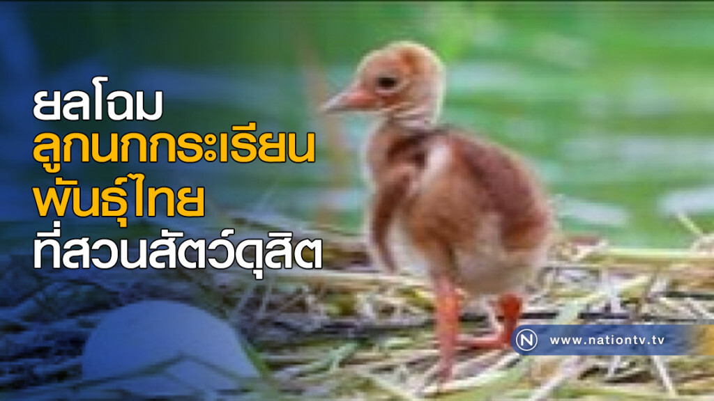 ยลโฉม "ลูกนกกระเรียนพันธุ์ไทย" ที่สวนสัตว์ดุสิต