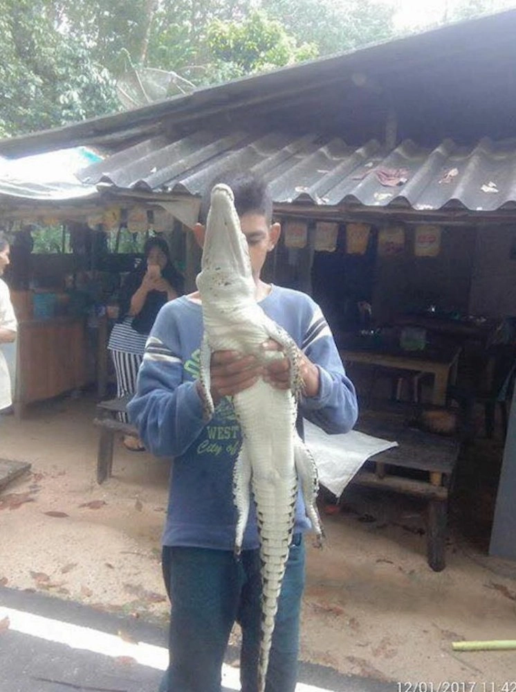 จับจระเข้หลุดจากฟาร์มหลังน้ำท่วมอ.จะนะจ.สงขลา