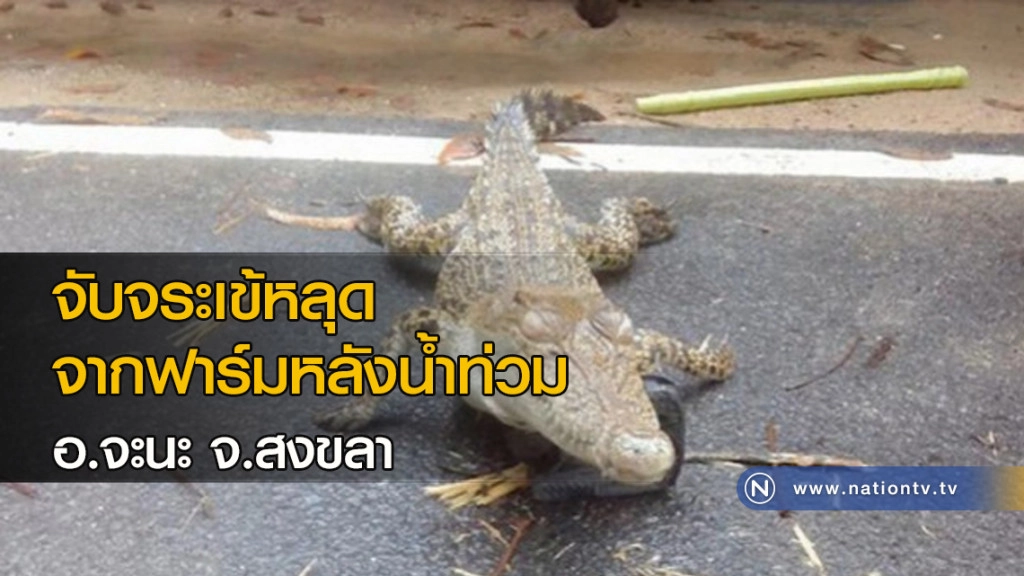 จับจระเข้หลุดจากฟาร์มหลังน้ำท่วมอ.จะนะจ.สงขลา