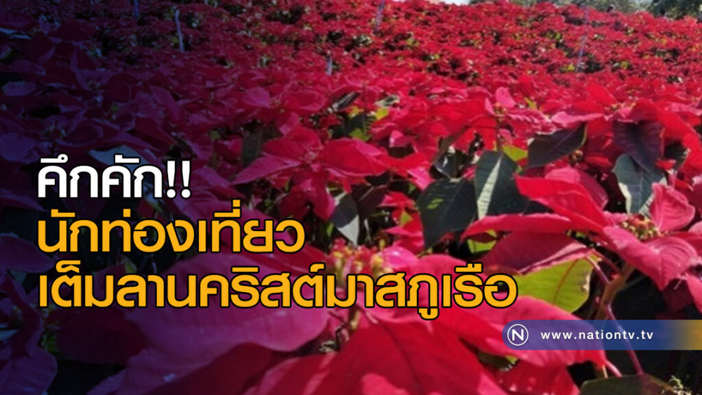 คึกคัก!! นักท่องเที่ยว เต็มลานคริสต์มาสภูเรือ คึกคัก!! นักท่องเที่ยว เต็มลานคริสต์มาสภูเรือ
