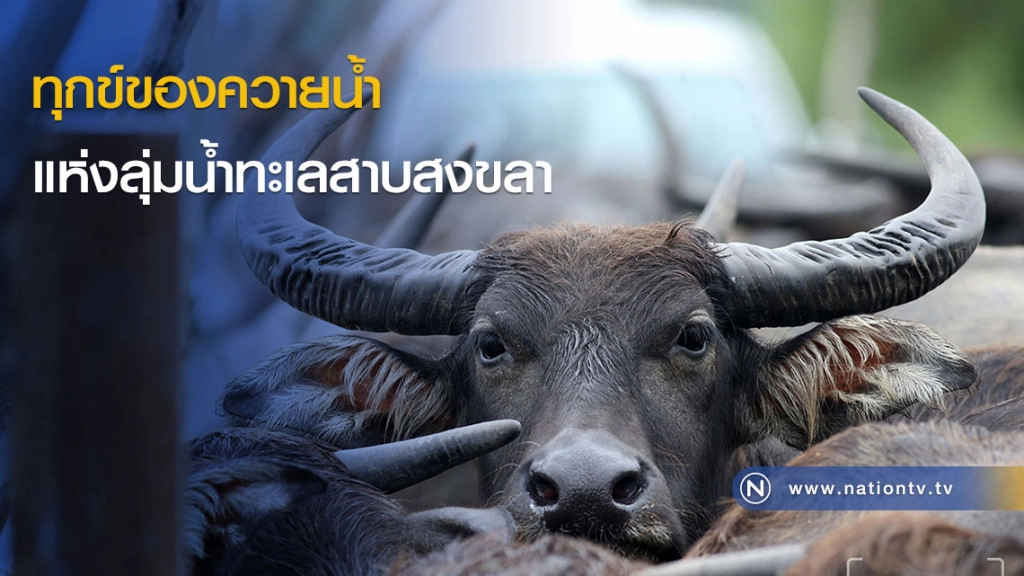 ทุกข์ของควายน้ำ แห่งลุ่มน้ำทะเลสาบสงขลา ทุกข์ของควายน้ำ แห่งลุ่มน้ำทะเลสาบสงขลา