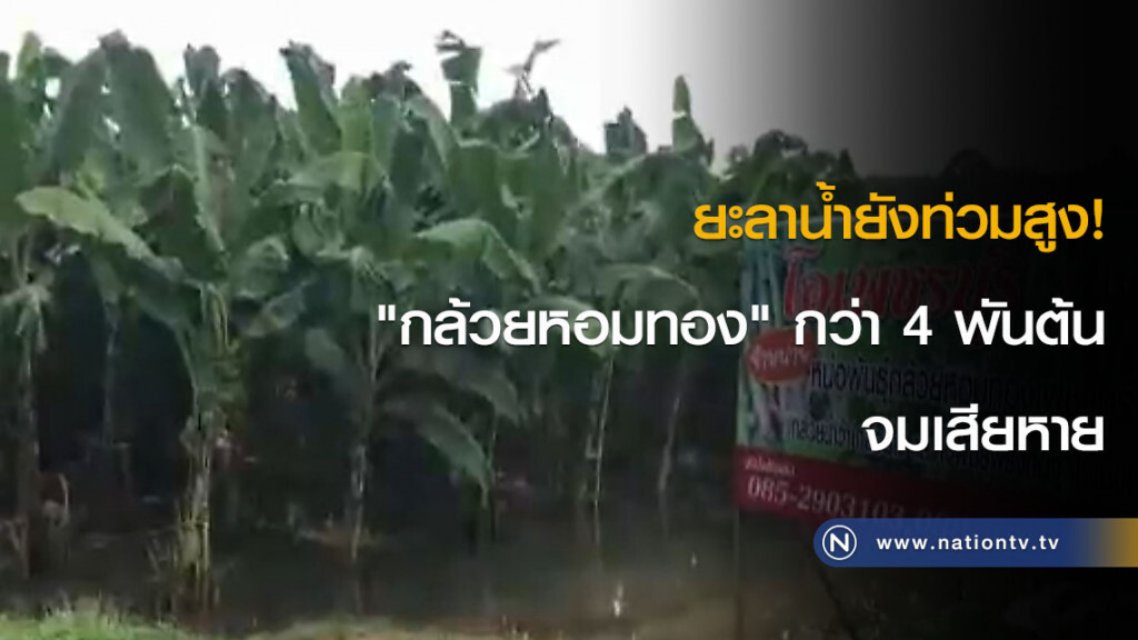 ยะลาน้ำยังท่วมสูง! "กล้วยหอมทอง" กว่า 4 พันต้น จมเสียหาย