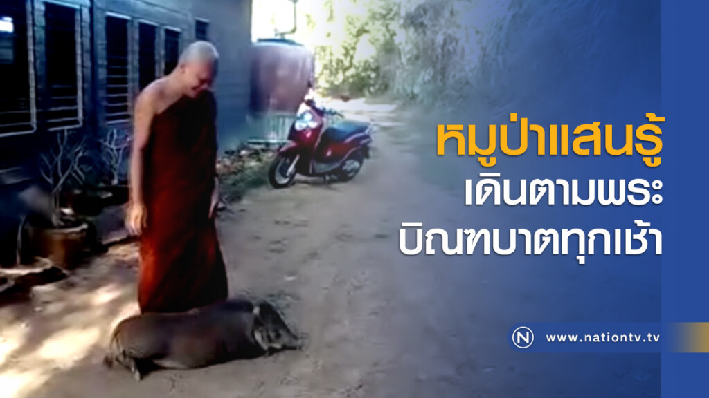 หมูป่าแสนรู้เดินตามพระบิณฑบาตทุกเช้า หมูป่าแสนรู้เดินตามพระบิณฑบาตทุกเช้า
