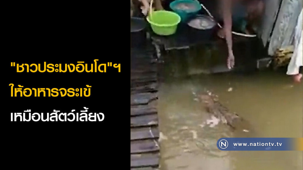 "ชาวประมงอินโดฯ" ให้อาหารจระเข้เหมือนสัตว์เลี้ยง "ชาวประมงอินโดฯ" ให้อาหารจระเข้เหมือนสัตว์เลี้ยง