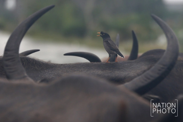ทุกข์ของควายน้ำ แห่งลุ่มน้ำทะเลสาบสงขลา