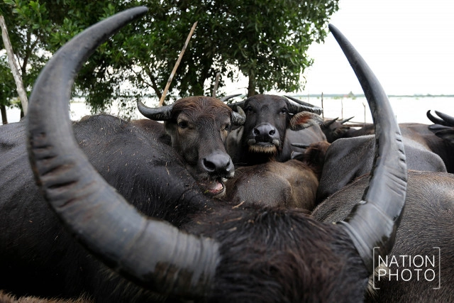 ทุกข์ของควายน้ำ แห่งลุ่มน้ำทะเลสาบสงขลา