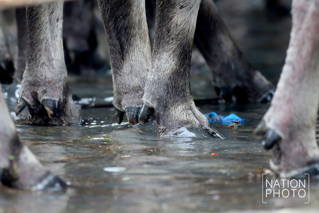 ทุกข์ของควายน้ำ แห่งลุ่มน้ำทะเลสาบสงขลา