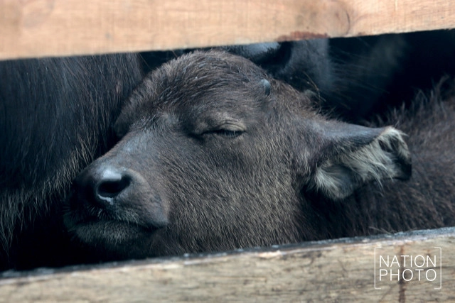 ทุกข์ของควายน้ำ แห่งลุ่มน้ำทะเลสาบสงขลา