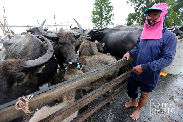 ทุกข์ของควายน้ำ แห่งลุ่มน้ำทะเลสาบสงขลา