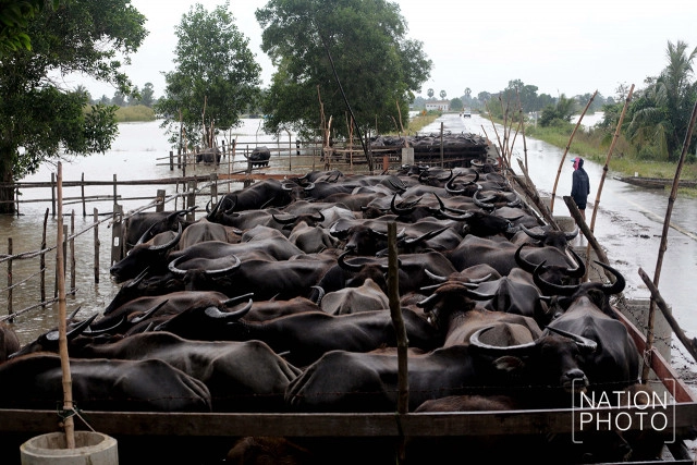 ทุกข์ของควายน้ำ แห่งลุ่มน้ำทะเลสาบสงขลา