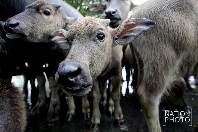 ทุกข์ของควายน้ำ แห่งลุ่มน้ำทะเลสาบสงขลา