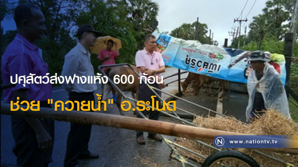 ปศุสัตว์ส่งฟางแห้ง 600 ก้อน ช่วย "ควายน้ำ" อ.ระโนด ปศุสัตว์ส่งฟางแห้ง 600 ก้อน ช่วย "ควายน้ำ" อ.ระโนด