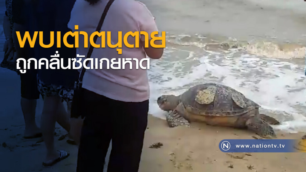 พบเต่าตนุตาย ถูกคลื่นซัดเกยหาด พบเต่าตนุตาย ถูกคลื่นซัดเกยหาด