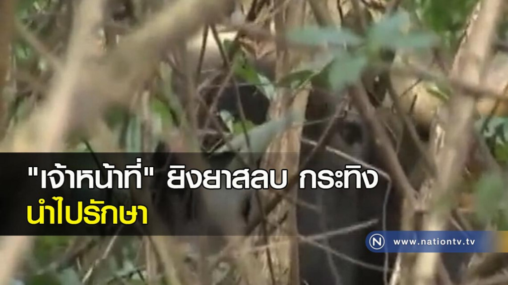 "เจ้าหน้าที่" ยิงยาสลบ กระทิง นำไปรักษา "เจ้าหน้าที่" ยิงยาสลบ กระทิง นำไปรักษา