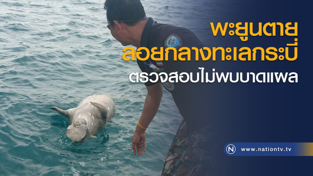 พะยูนตายลอยกลางทะเลกระบี่ ตรวจสอบไม่พบบาดแผล