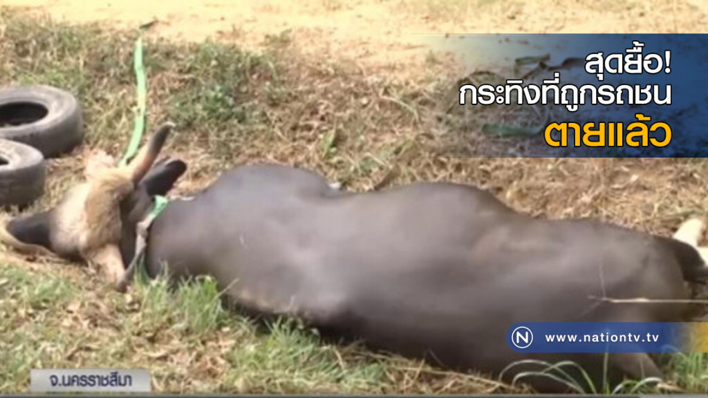 สุดยื้อ! กระทิงที่ถูกรถชนตายแล้ว สุดยื้อ! กระทิงที่ถูกรถชนตายแล้ว