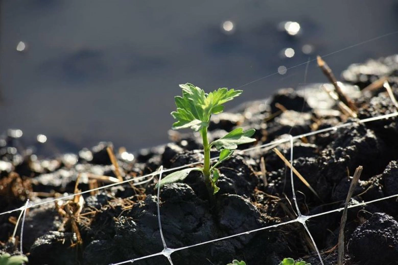 อีเวนท์ "ธรรมกาย" ปลูก"ต้นเบญจทรัพย์" ทวงคืนศรัทธา!