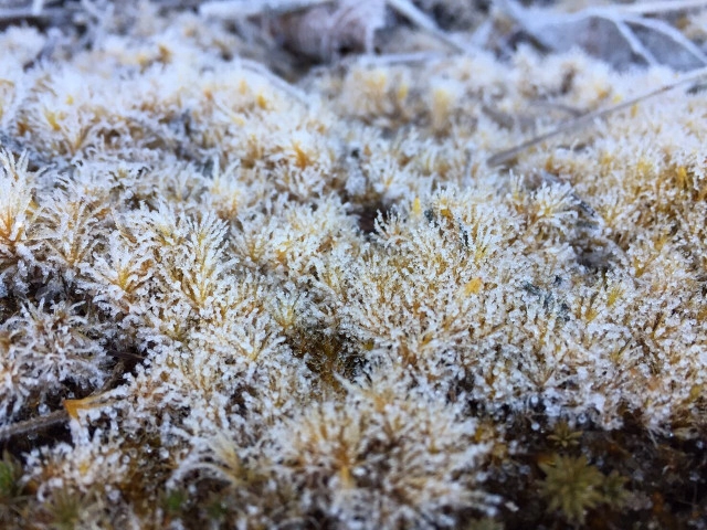 ทุบสถิติ! เหมยขาบ  9 วันติด
เหมยขาบ-แม่คะนิ้ง ปรากฏการณ์ที่มากับความหนาวยะเยือก