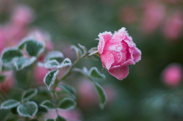 ทุบสถิติ! เหมยขาบ  9 วันติด
เหมยขาบ-แม่คะนิ้ง ปรากฏการณ์ที่มากับความหนาวยะเยือก