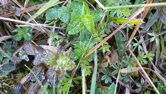 ทุบสถิติ! เหมยขาบ  9 วันติด
เหมยขาบ-แม่คะนิ้ง ปรากฏการณ์ที่มากับความหนาวยะเยือก