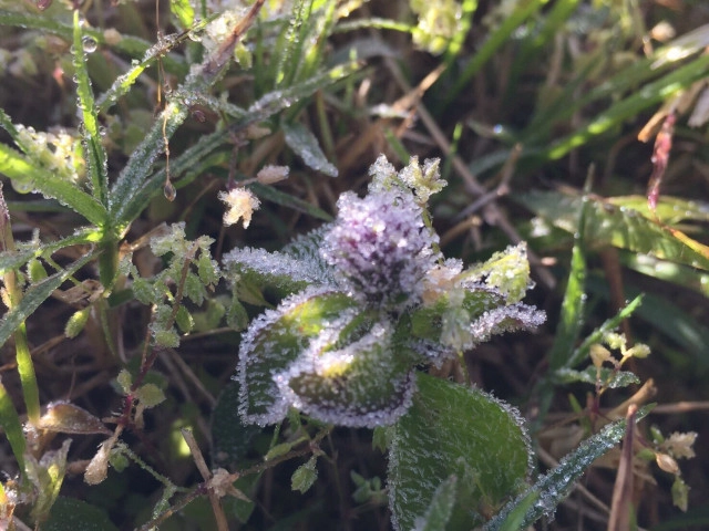 ทุบสถิติ! เหมยขาบ  9 วันติด
เหมยขาบ-แม่คะนิ้ง ปรากฏการณ์ที่มากับความหนาวยะเยือก