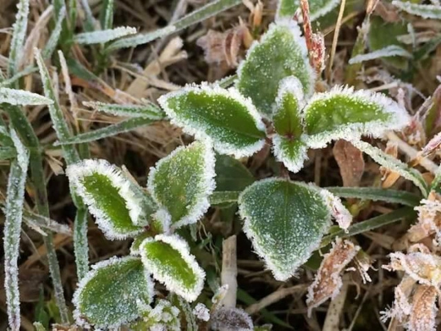 ทุบสถิติ! เหมยขาบ  9 วันติด
เหมยขาบ-แม่คะนิ้ง ปรากฏการณ์ที่มากับความหนาวยะเยือก