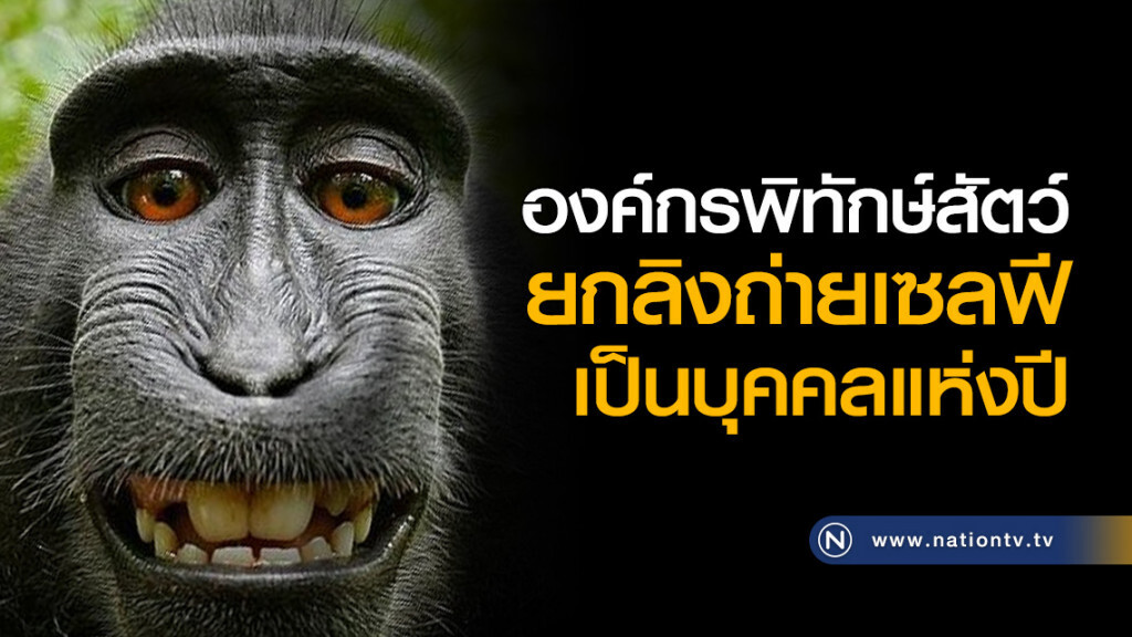 องค์กรพิทักษ์สัตว์ ยกลิงถ่ายเซลฟี เป็นบุคคลแห่งปี องค์กรพิทักษ์สัตว์ ยกลิงถ่ายเซลฟี เป็นบุคคลแห่งปี