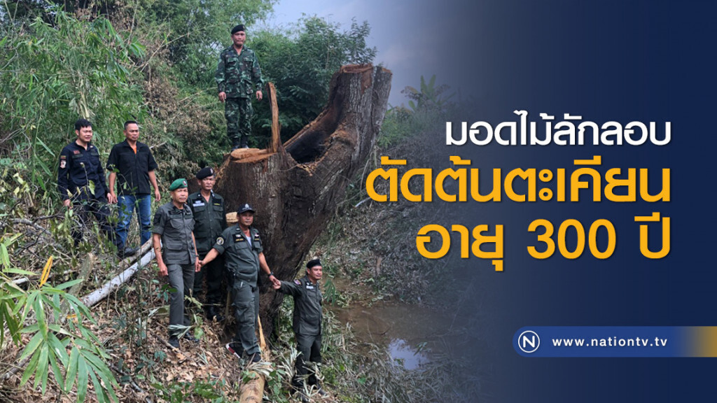 มอดไม้ลักลอบตัดต้นตะเคียนอายุ 300 ปี