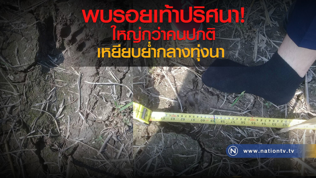 รอยเท้าปริศนา
ใหญ่กว่าคนปกติ
เหยียบย่ำกลางทุ่งนา